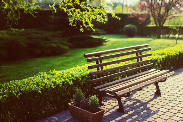 Shrubs and hedges behind bench landscape