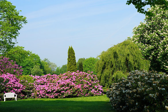 Blooming shrubs in landscaped yard