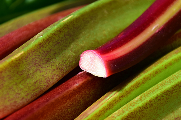 Summer garden diy tips and ideas growing rhubarb