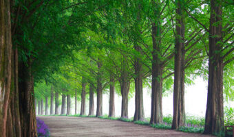 Planting a tree lined driveway requires spacing trees