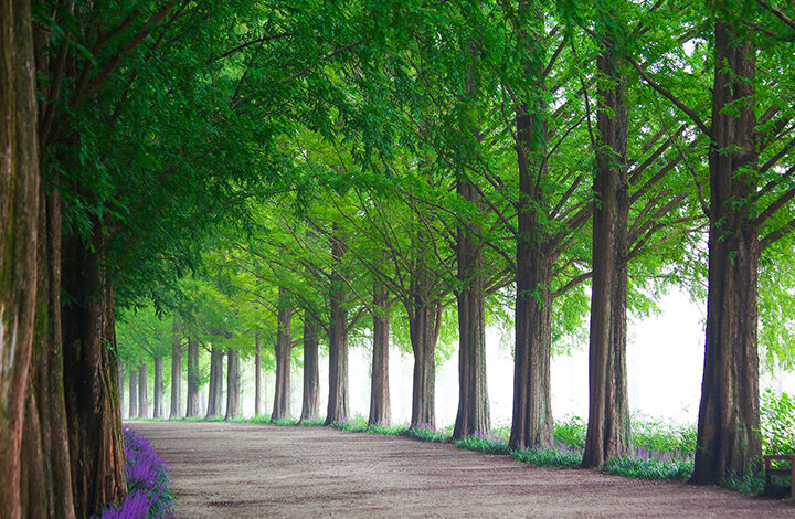 Planting a tree lined driveway requires spacing trees