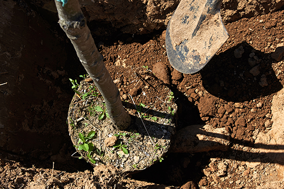 A tree lined driveway requires proper tree planting