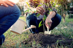 Planting a new tree in a Georgia yard