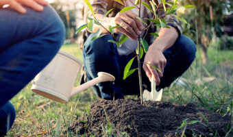 Planting a new tree in a Georgia yard