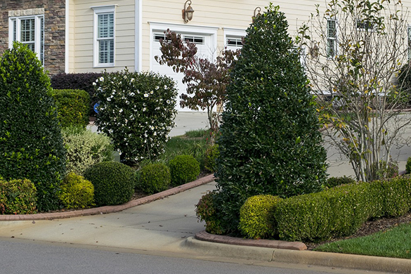 Planting a tree lined driveway with several species