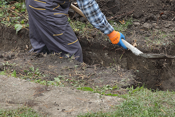 Planting a tree lined driveway requires trenching for a root barrier
