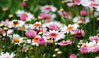 Winter garden soil preparation for spring planting and flowers