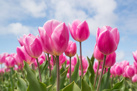 Winter garden preparation and planting for spring tulips