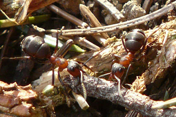 Ant infestations can happen when a colony detects decaying wood