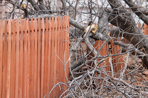 Wooden fence damaged by fallen tree